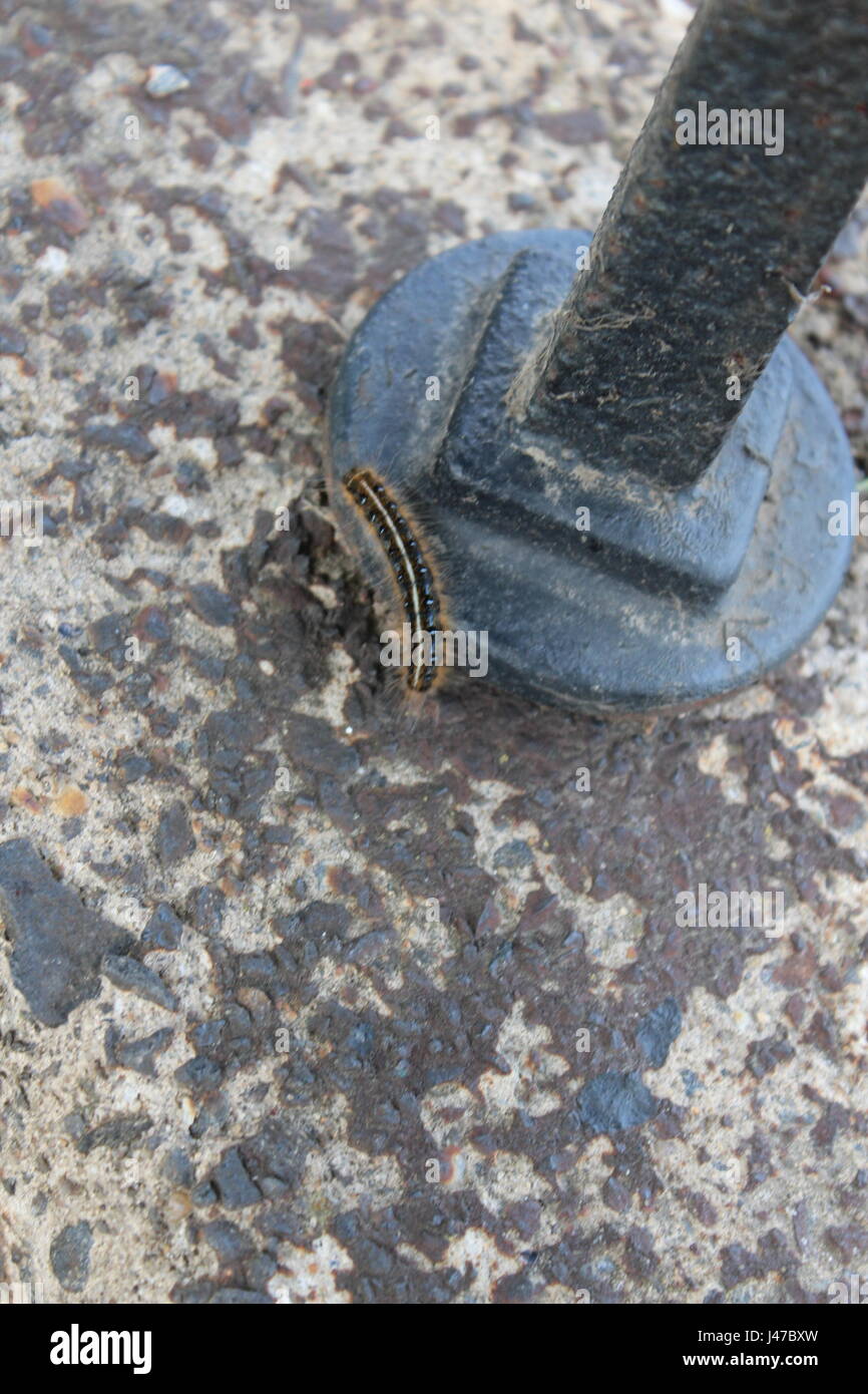 Caterpillar nel Parco Foto Stock