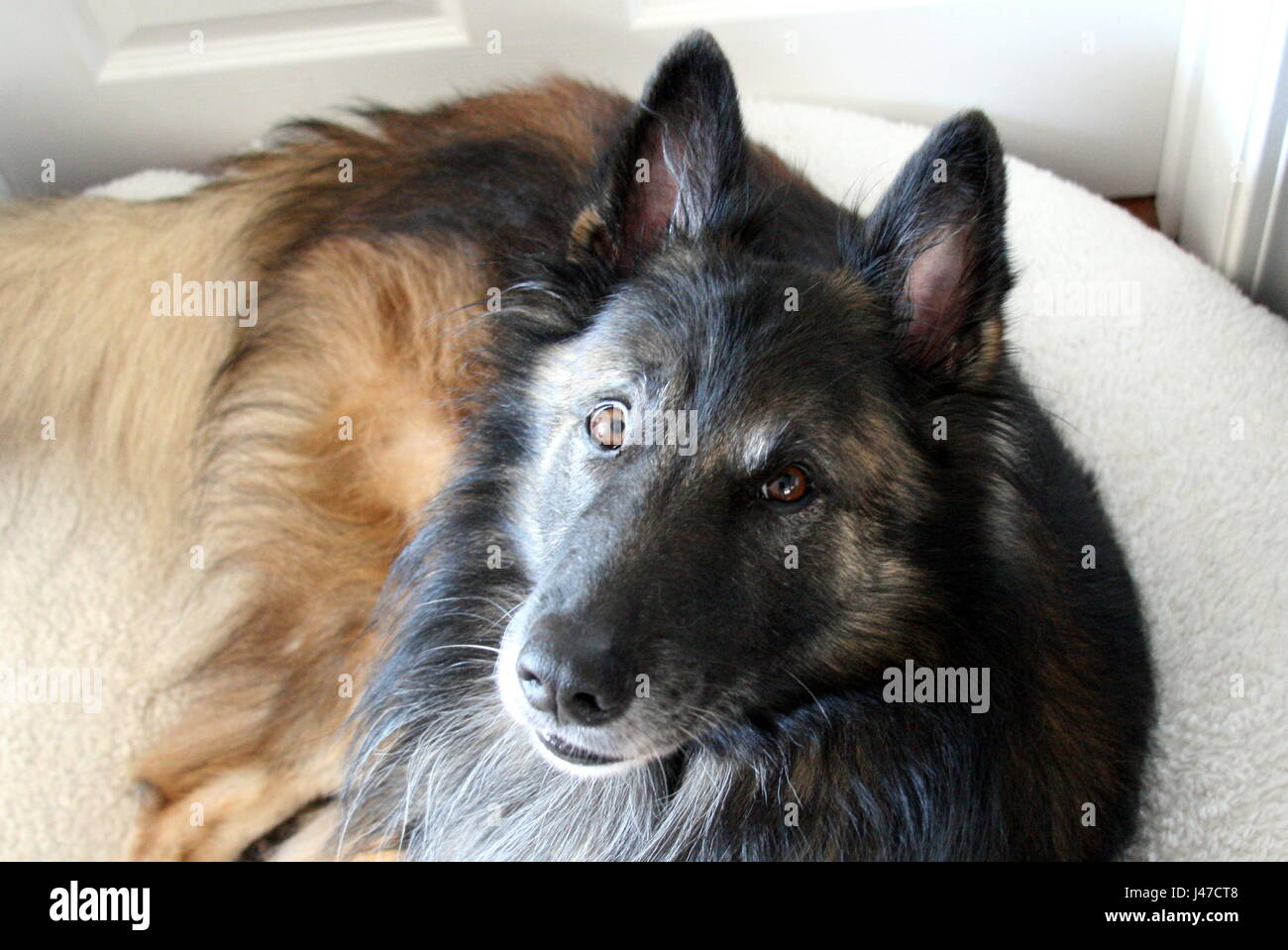 Tervuren belga cane sul letto del cane Foto Stock