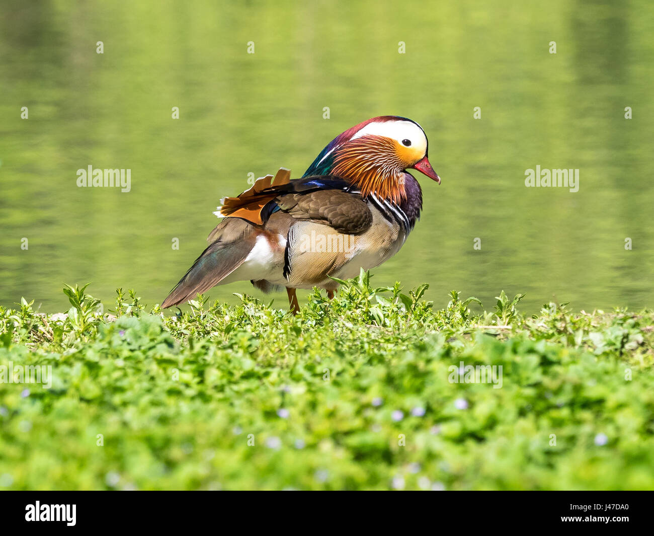 Esempio di bellissime di Mandarina Duck (aix galericulata) nell'erba sulle rive di un fiume. Foto Stock