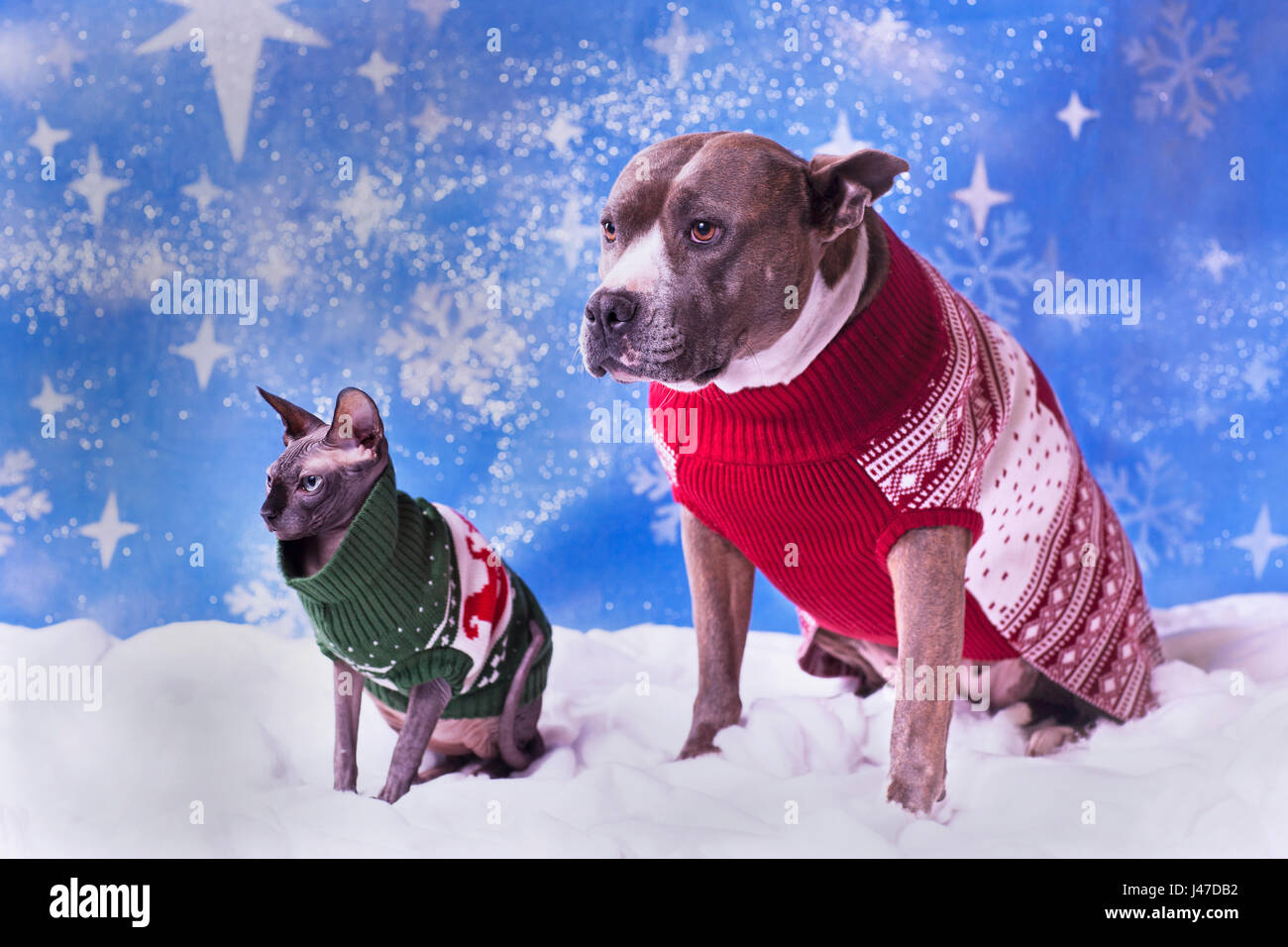 Natale vacanze ritratto di un Pitbull e una sfinge glabre cat in Natale maglioni blu con fiocco di neve sullo sfondo Foto Stock