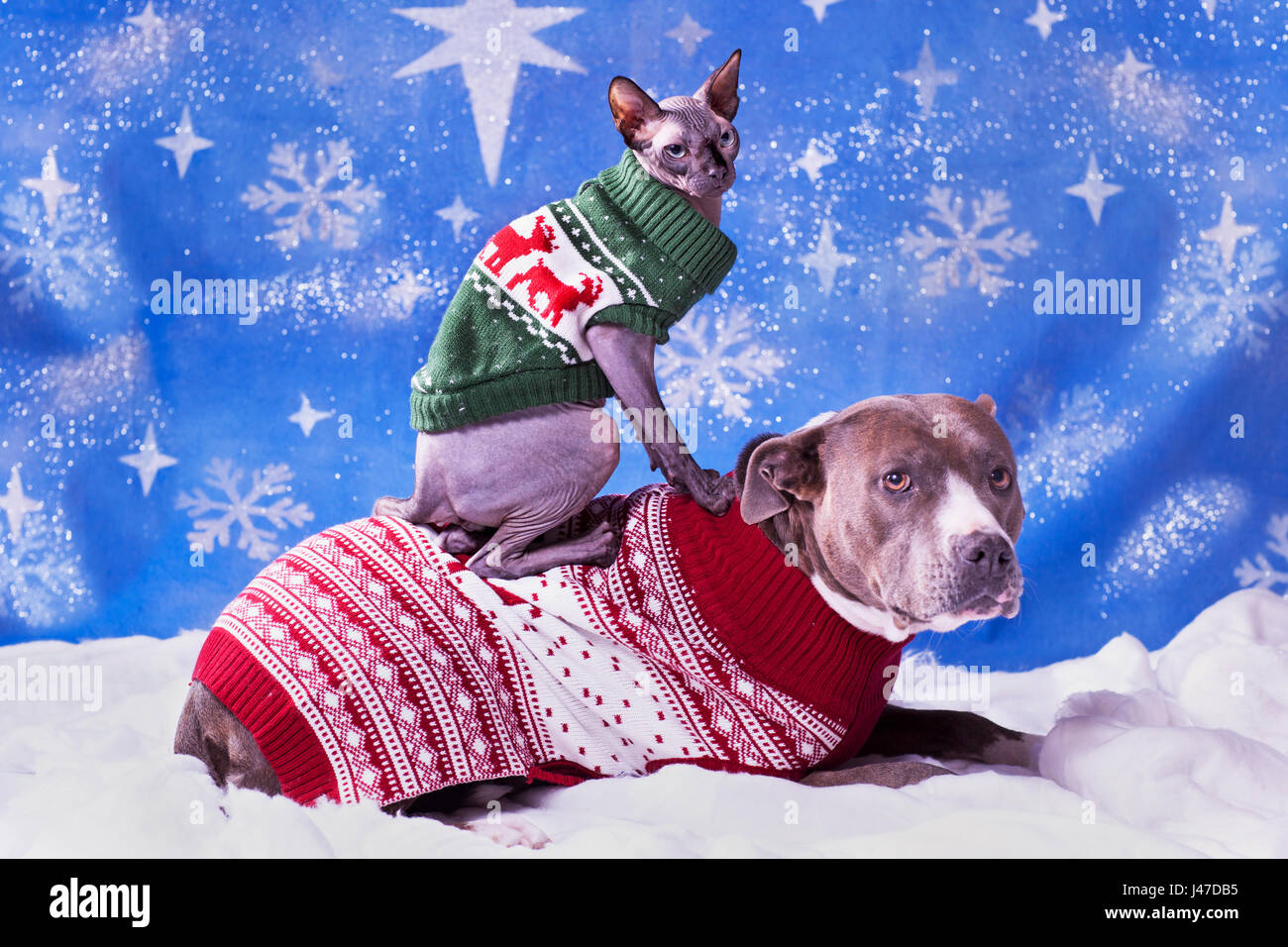 Holiday ritratto di un Pitbull e un Sphynx cat in Natale maglioni blu con fiocco di neve sullo sfondo Foto Stock