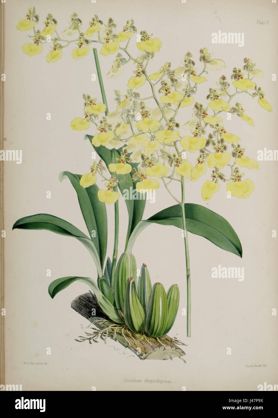 Oncidium chrysothyrsus, una specie di orchidee originaria del Brasile sud-orientale, sinonimo di Gomesa bifolia, caratterizzata dalla sua abitudine di crescita epifitica e dalle caratteristiche floreali distintive. Foto Stock