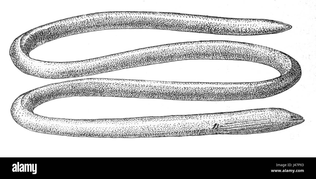 Moringa javanica, comunemente nota come Java Moringa, è una specie vegetale della famiglia delle Moringaceae, nota per le sue proprietà nutrizionali e medicinali. Si trova nelle regioni tropicali ed è stato utilizzato per secoli per benefici per la salute. Foto Stock