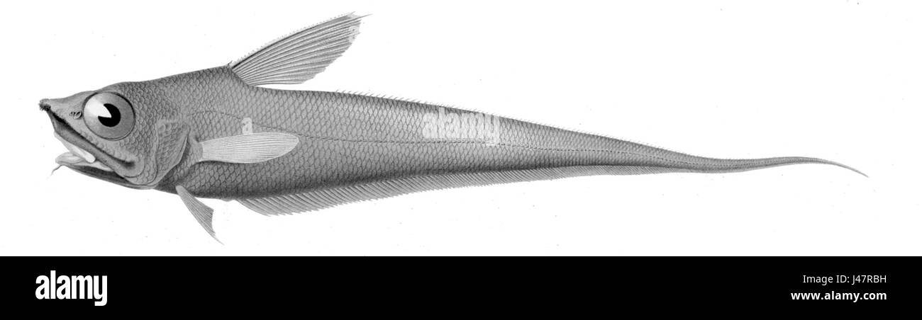 Nezumia aequalis1 Foto Stock
