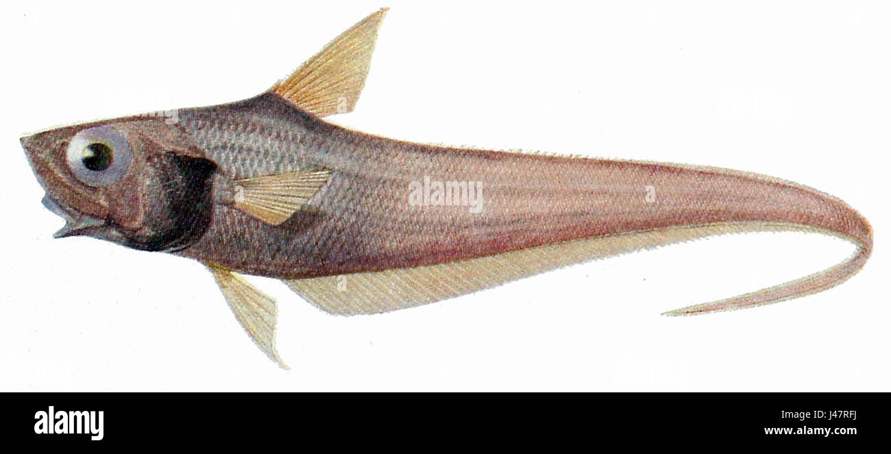 Nezumia aequalis è una specie di pesci di acque profonde, appartenente alla famiglia dei Nezumiidae. Si trova nell'Oceano Atlantico a grandi profondità ed è caratterizzato dal suo adattamento specializzato all'ambiente delle acque profonde. Foto Stock