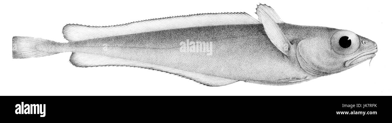 La Notophycis marginata, comunemente nota come Tritone orientale, è una specie di salamandra originaria del Nord America. Questo anfibio è noto per la sua colorazione brillante e lo stile di vita acquatico durante la sua fase larvale, trasformandosi in un adulto terrestre più avanti nella vita. Foto Stock
