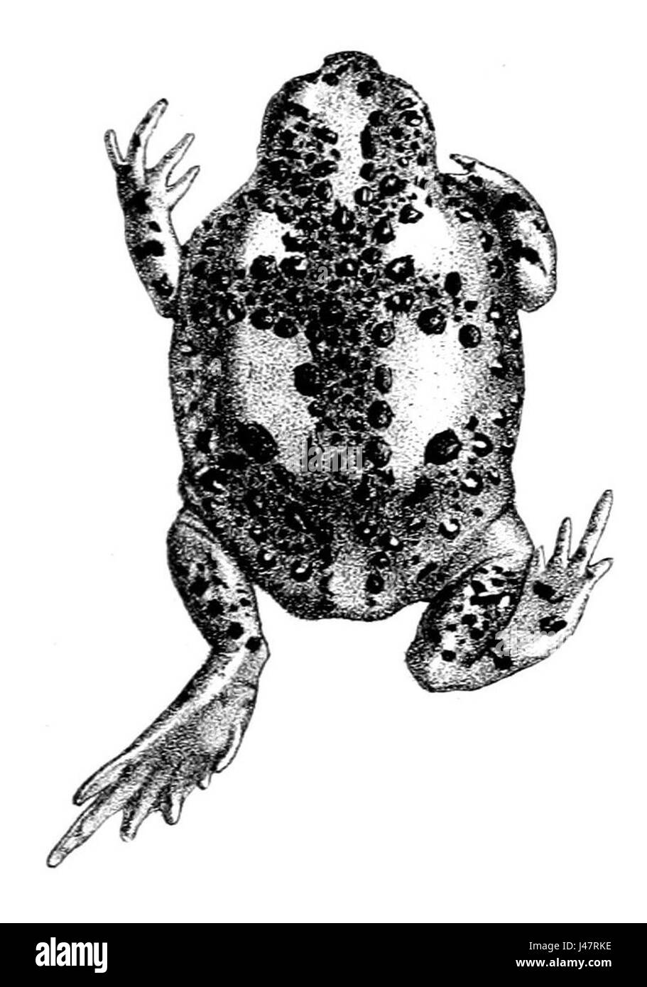 Notaden bennettii (2) Foto Stock