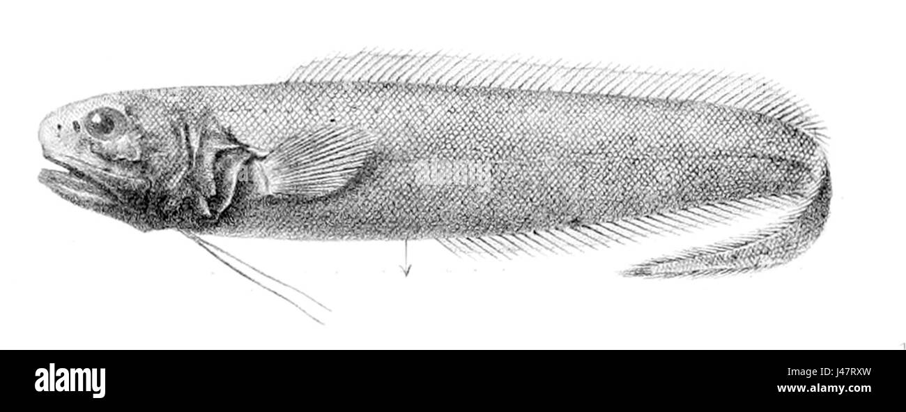 Monomitopus metriostoma è una specie di coleottero della famiglia dei Cerambycidae, che si trova principalmente nelle regioni tropicali. Noto per il suo corpo allungato e la colorazione unica, questo coleottero è di interesse per gli entomologi che studiano la diversità della famiglia dei Cerambycidae. Foto Stock
