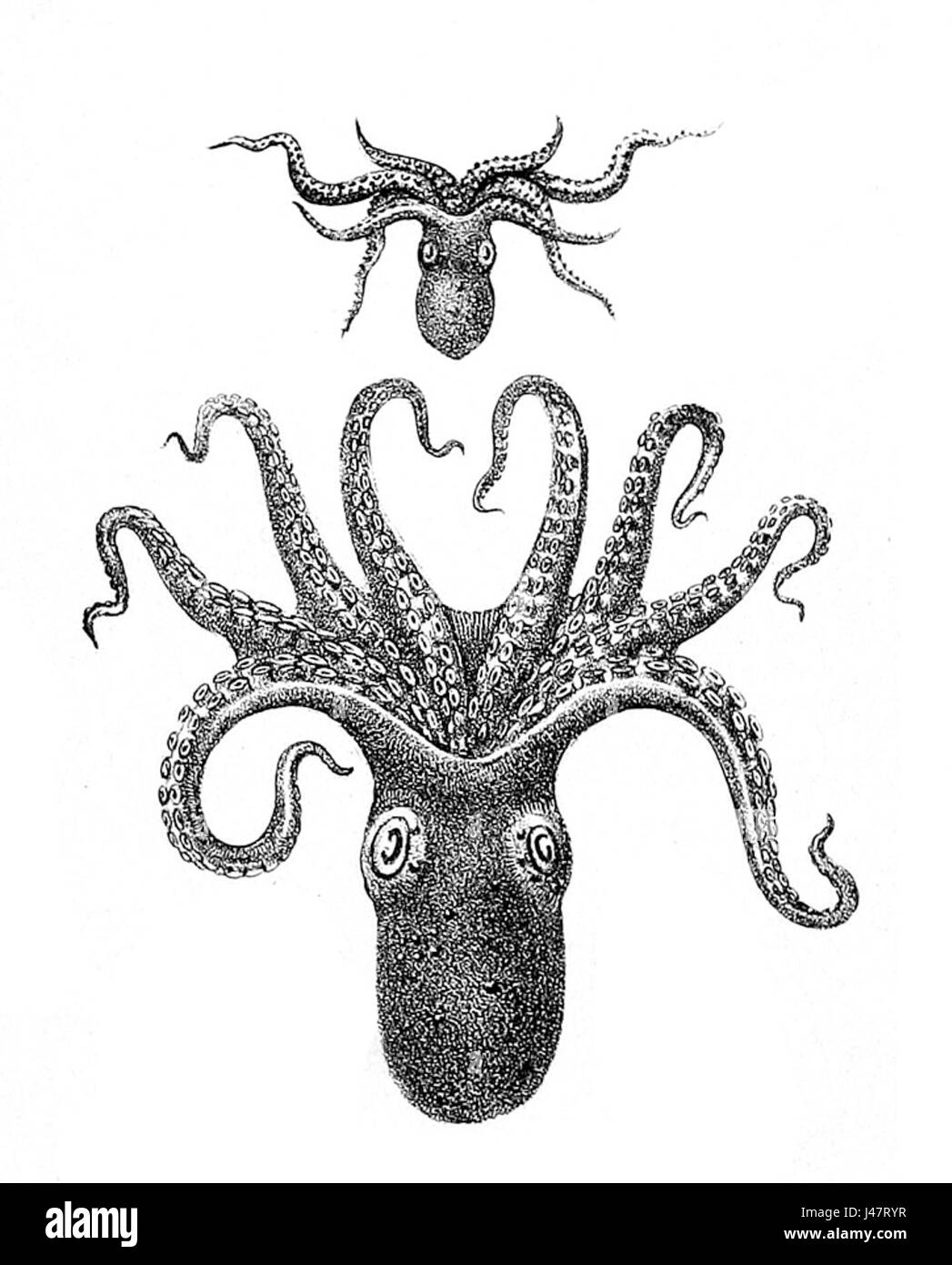 Il polpo vitiensis, comunemente noto come polpo bighead, è una piccola specie marina di cefalopodi descritta per la prima volta da William Evans Hoyle nel 1885. Abita regioni tropicali come Figi, Tonga e Papua nuova Guinea, che si trovano in genere a profondità comprese tra 0 e 20 metri. Caratterizzato dalla colorazione marrone-viola-nero scuro, occhi grandi e braccia di lunghezza moderata, raggiunge una lunghezza del mantello fino a 60 millimetri e una lunghezza totale fino a 250 millimetri. Foto Stock