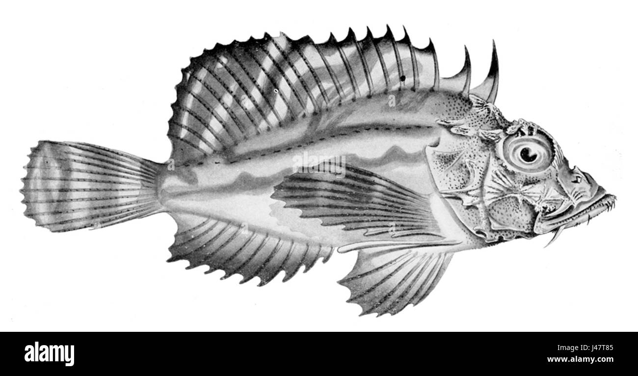 Il versicolor minoso, noto anche come cernia dalle macchie blu, è una specie di pesci che si trova nella regione Indo-Pacifico. Caratterizzata da colori vivaci e motivi distintivi, abita le barriere coralline e gli affioramenti rocciosi. La specie è importante per gli ecosistemi locali e spesso ricercata nella pesca commerciale e ricreativa. Foto Stock