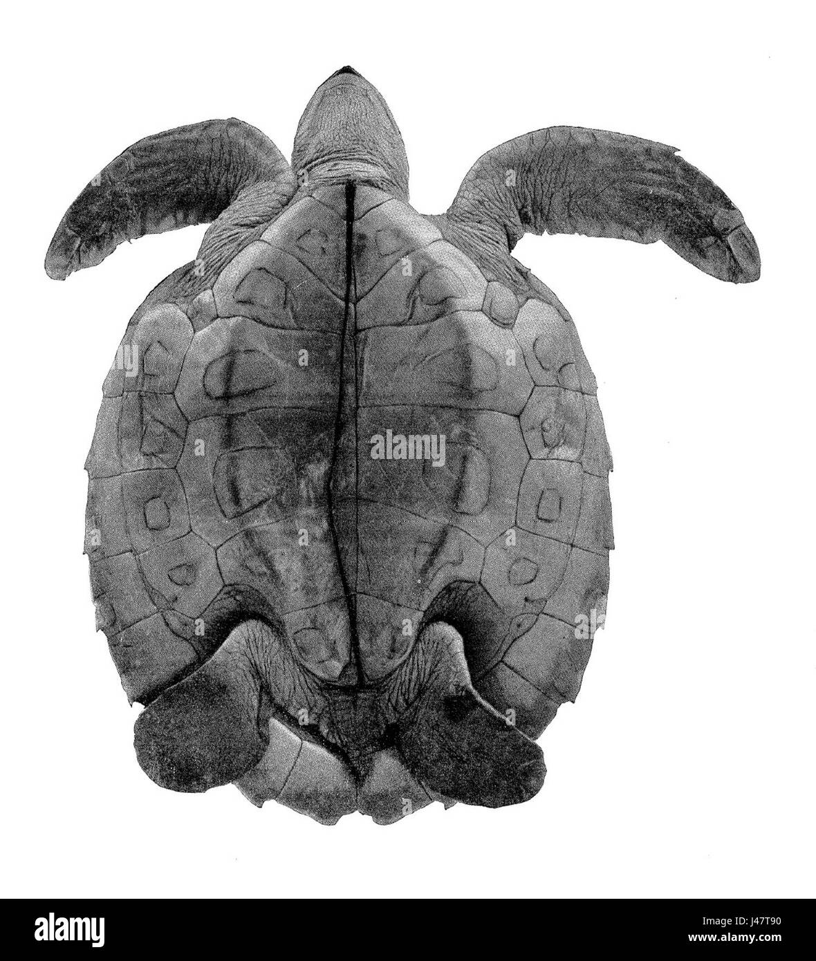 *Natator depressus* è una specie di tartaruga marina originaria delle acque australiane, nota per il suo corpo appiattito e la sua colorazione distinta. È gravemente minacciata a causa della perdita di habitat e dell'inquinamento. Gli sforzi di conservazione sono essenziali per la sua sopravvivenza. Foto Stock