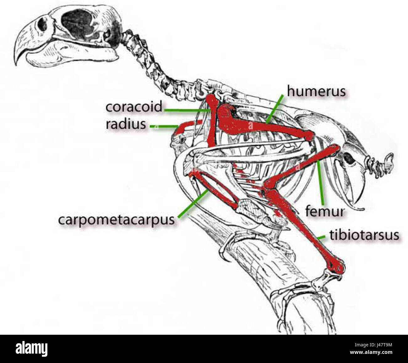 Questo si riferisce a un'illustrazione o ricostruzione di uno scheletro di pappagallo, creato da Lydekker, con ossa di un Saint Croix Macaw. L'immagine mostra probabilmente la struttura scheletrica aviaria e la colorazione in un contesto scientifico. Foto Stock