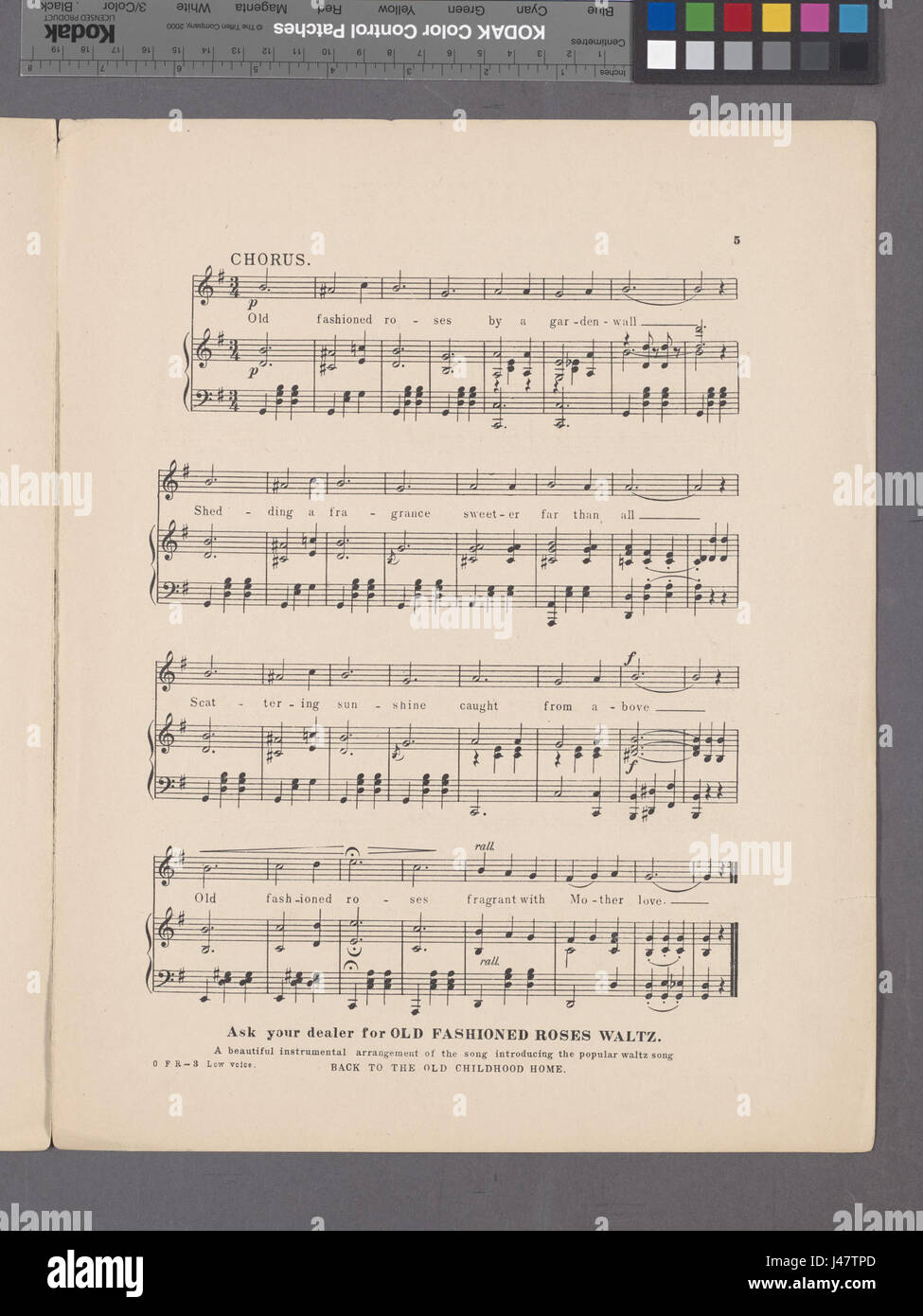 In vecchio stile rose (NYPL ADE 1932189 1994510) Foto Stock