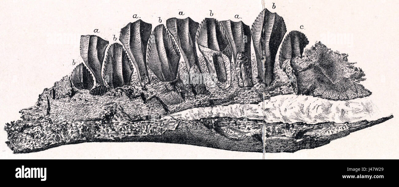 Owenodon può riferirsi a un nome scientifico, probabilmente a una specie o a un genere nella classificazione biologica. Sarebbe necessario un maggiore contesto per chiarire la sua esatta identificazione o pertinenza in biologia o paleontologia. Foto Stock