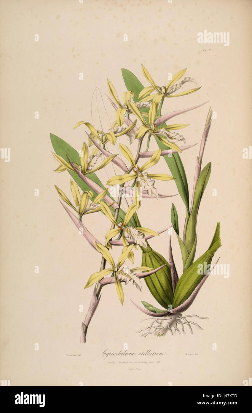 Miltonia flavescens (come Cyrtochilum stellatum) Sertum Lindley pl. 7 (1838) Foto Stock