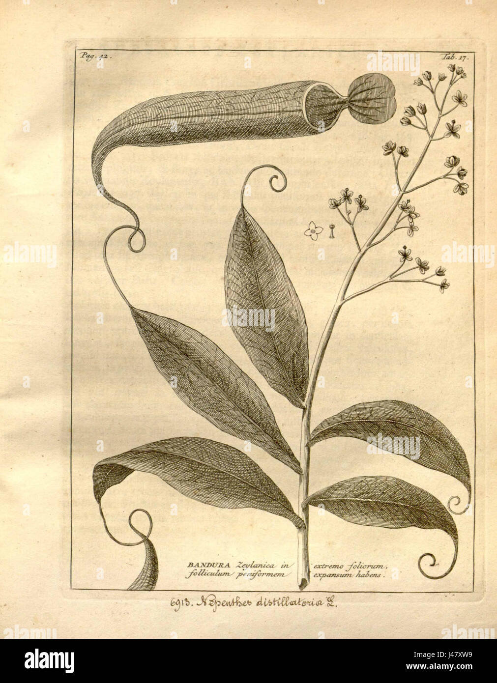 Nepenthes distillatoria Thesaurus zeylanicus (1737) Foto Stock