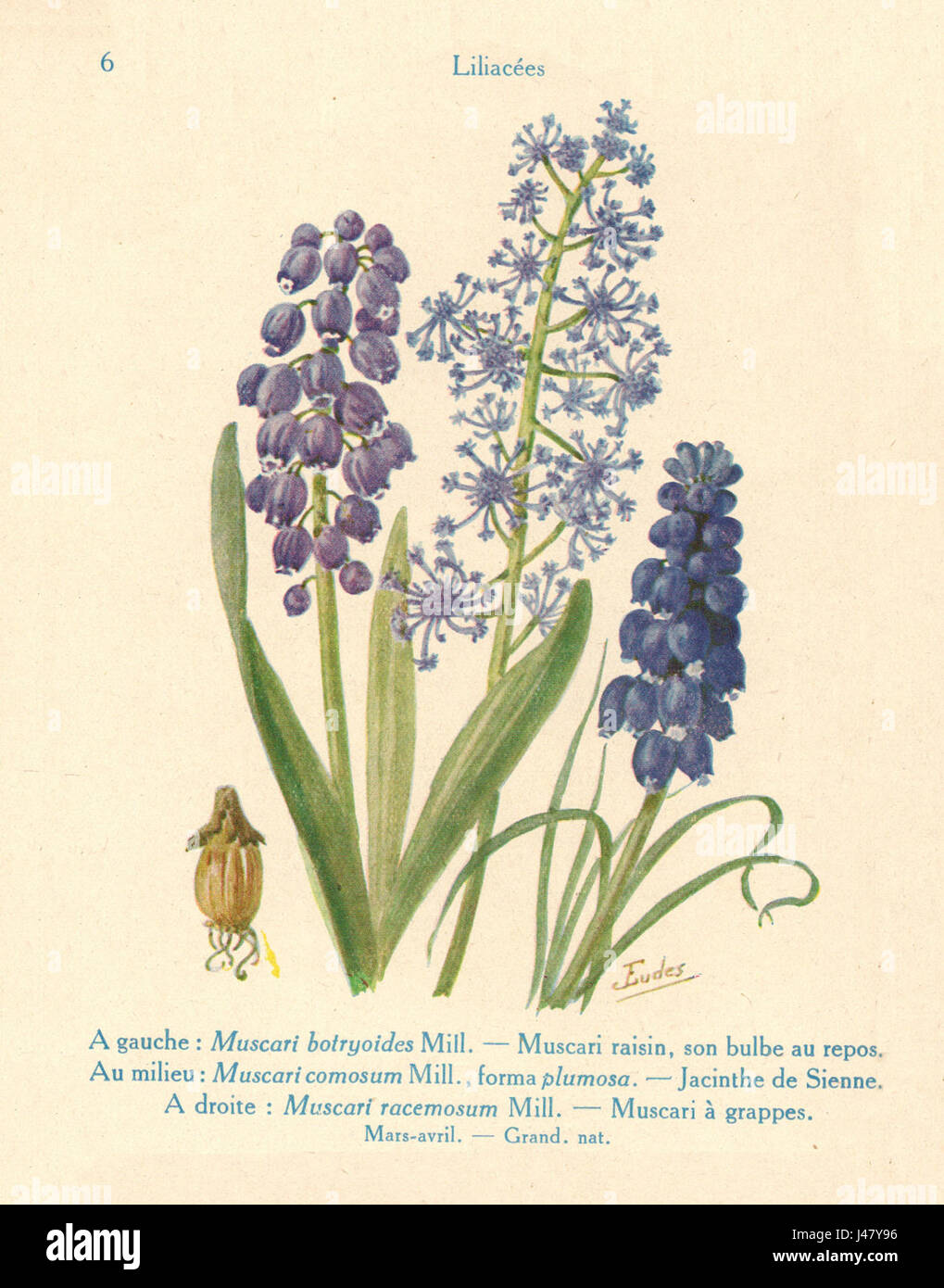 Muscaris J. Eudes è una specie botanica documentata nella letteratura scientifica, particolarmente nota per le sue caratteristiche e classificazione uniche. Fa parte di studi in corso nel campo della scienza vegetale e della tassonomia. Foto Stock