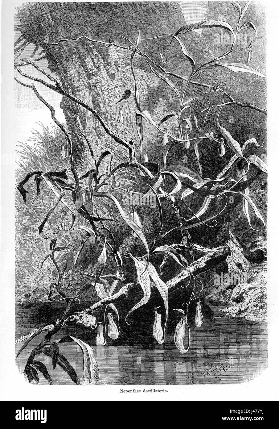 La Nepenthes distillatoria è una specie di pianta carnivora della famiglia delle Nepenthaceae, nota per le sue foglie tubolari uniche che intrappolano e digeriscono insetti. Prospera in terreni poveri di nutrienti, tipici del suo ambiente nativo del sud-est asiatico. Foto Stock