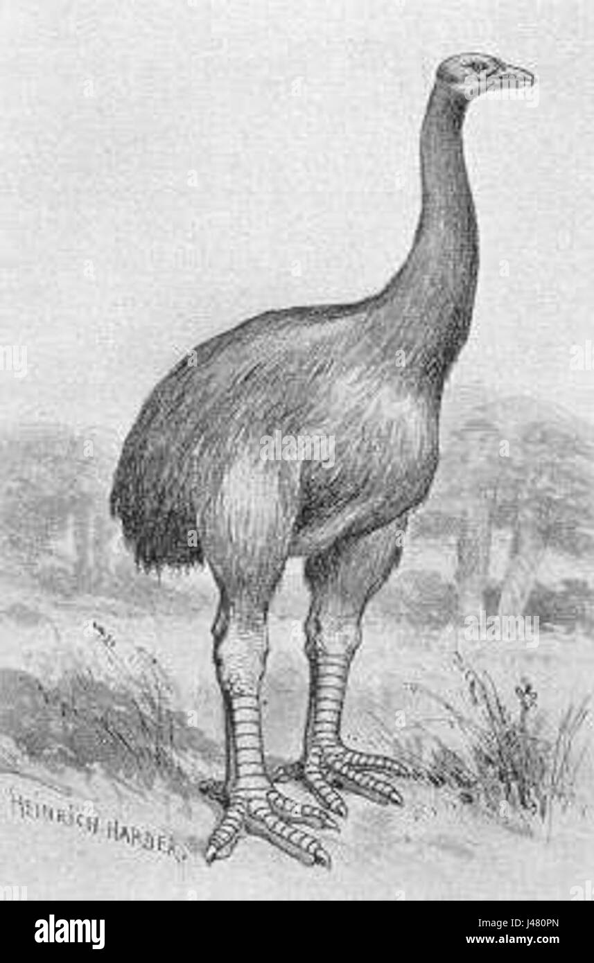 MOA BW si riferisce probabilmente a una fotografia o a un'immagine, con l'acronimo "Moa" che potrebbe riferirsi a un luogo, a un evento o a un significativo riferimento culturale in un contesto storico. Foto Stock