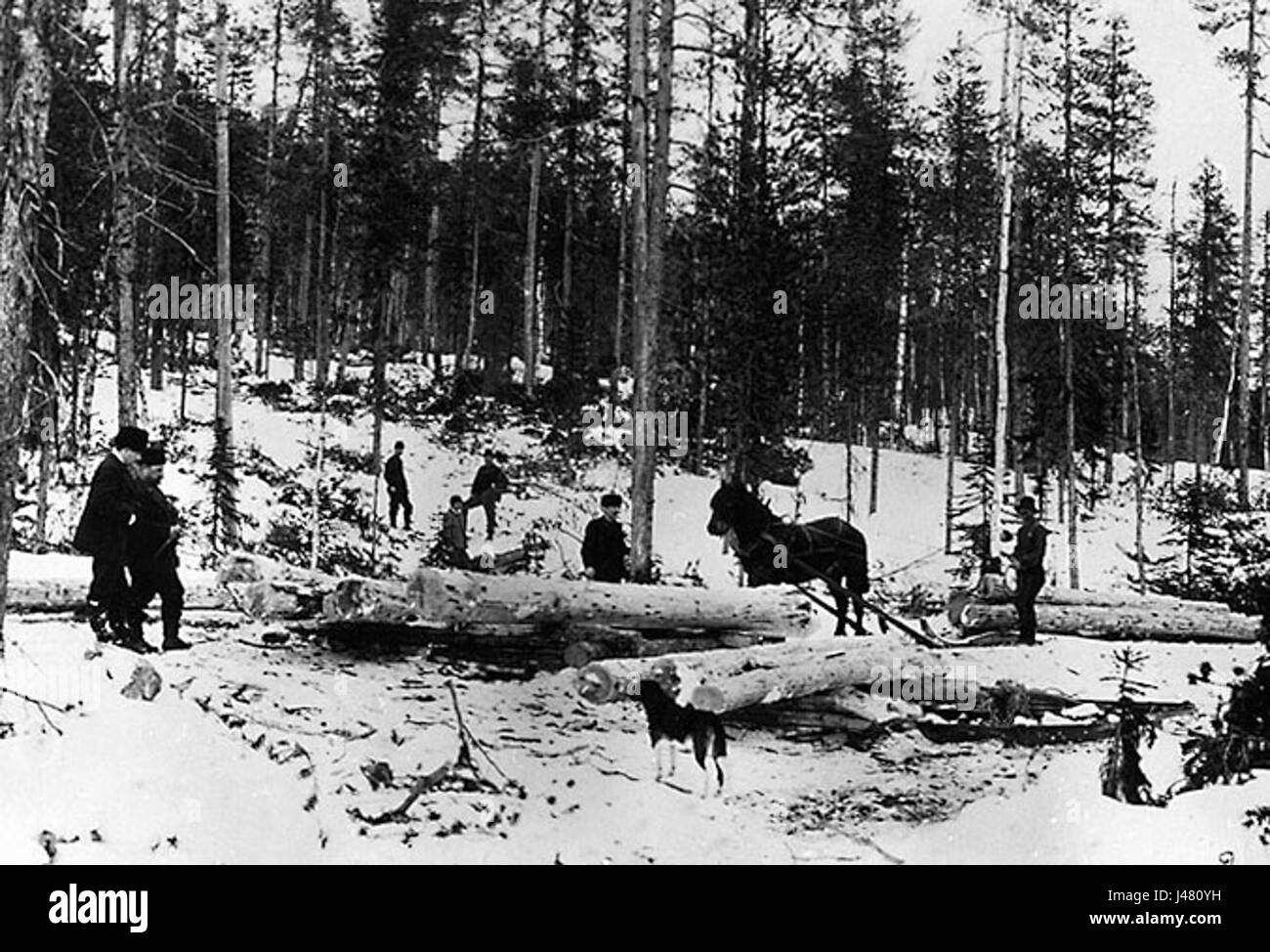 Il termine "Miljondrivning1" può riferirsi a un evento o concetto specifico in svedese, probabilmente legato a un argomento storico o ambientale. Potrebbe essere associato alla storia naturale svedese o a un evento ambientale. Foto Stock