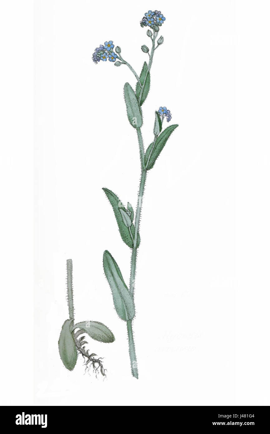 La Myosotis arvensis, comunemente nota come il campo Forget-me-Not, è una pianta in fiore della famiglia delle Boraginaceae. Questa specie si trova in una varietà di ambienti, spesso nei prati e lungo le strade, ed è notevole per i suoi piccoli fiori blu. Foto Stock