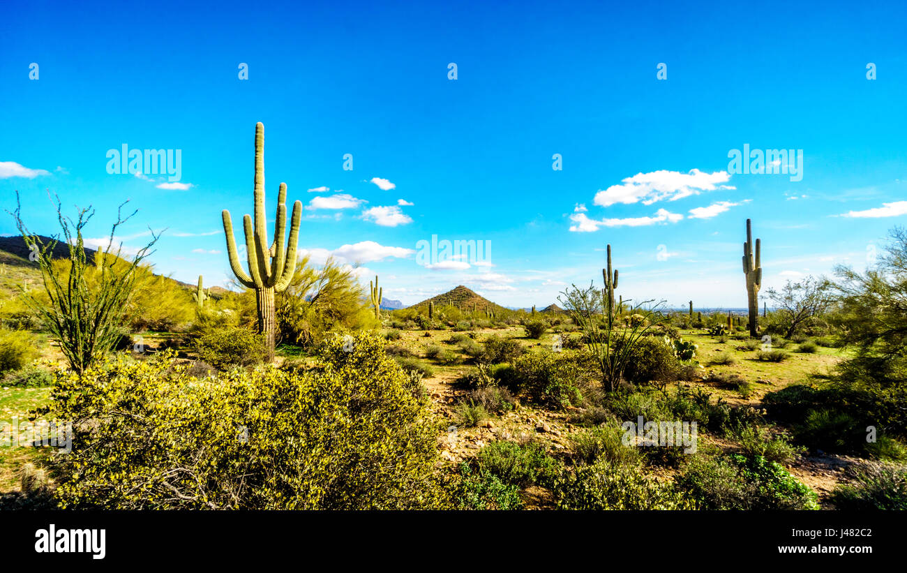 Saguaro e altri Cactus in semi-deserto paesaggio Usery in montagna parco regionale vicino a Phoenix in Arizona Foto Stock