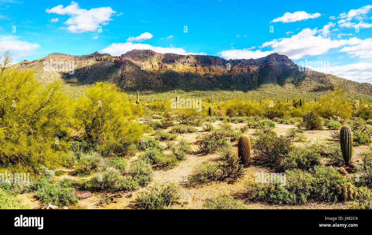 Saguaro, Cholla, Ocotillo e Barrel Cactus in semi-deserto paesaggio di montagna Usery Parco regionale nei pressi di Phoenix Foto Stock