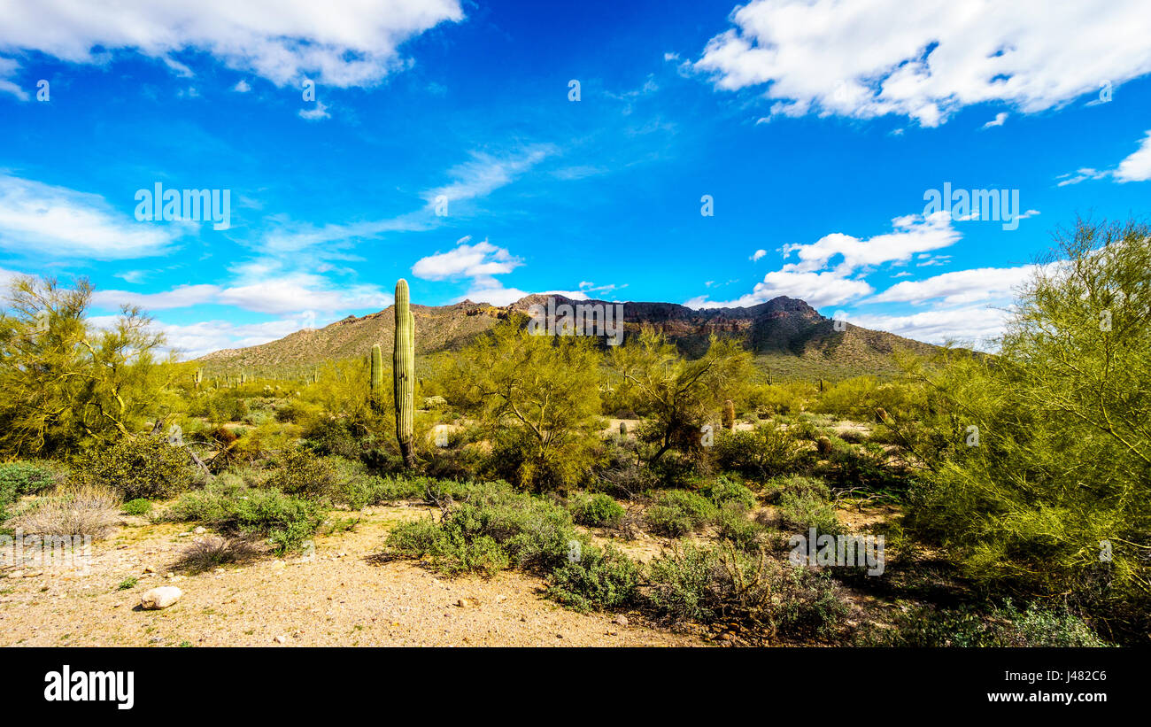 Saguaro, Cholla, Ocotillo e Barrel Cactus in semi-deserto paesaggio di montagna Usery Parco regionale nei pressi di Phoenix Foto Stock