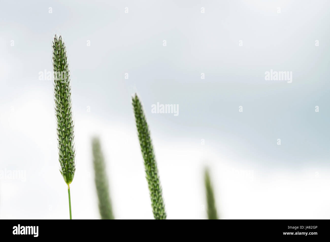 Arte fotografia macro: chiudere fino a quattro fili di erba con i giunchi contro quasi sfondo bianco Foto Stock