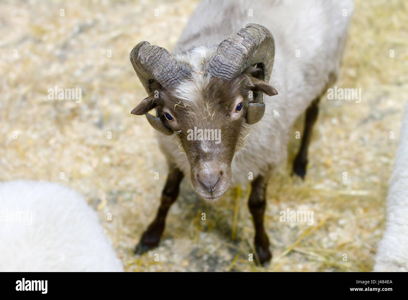Immagine ovini adulti con corna guardando a voi Foto Stock