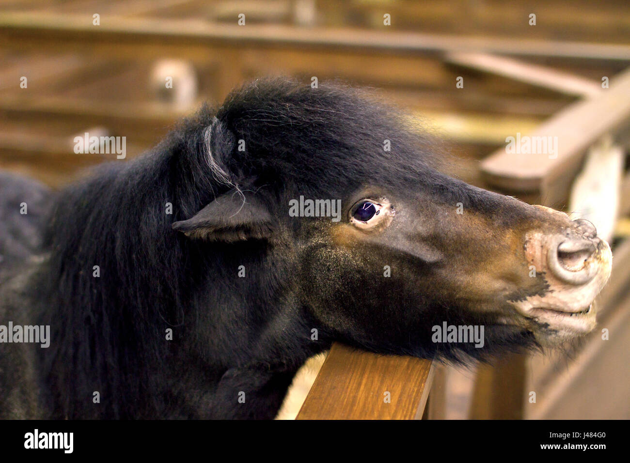 Immagine poco Pony cavallo spiata dal contenitore Foto Stock