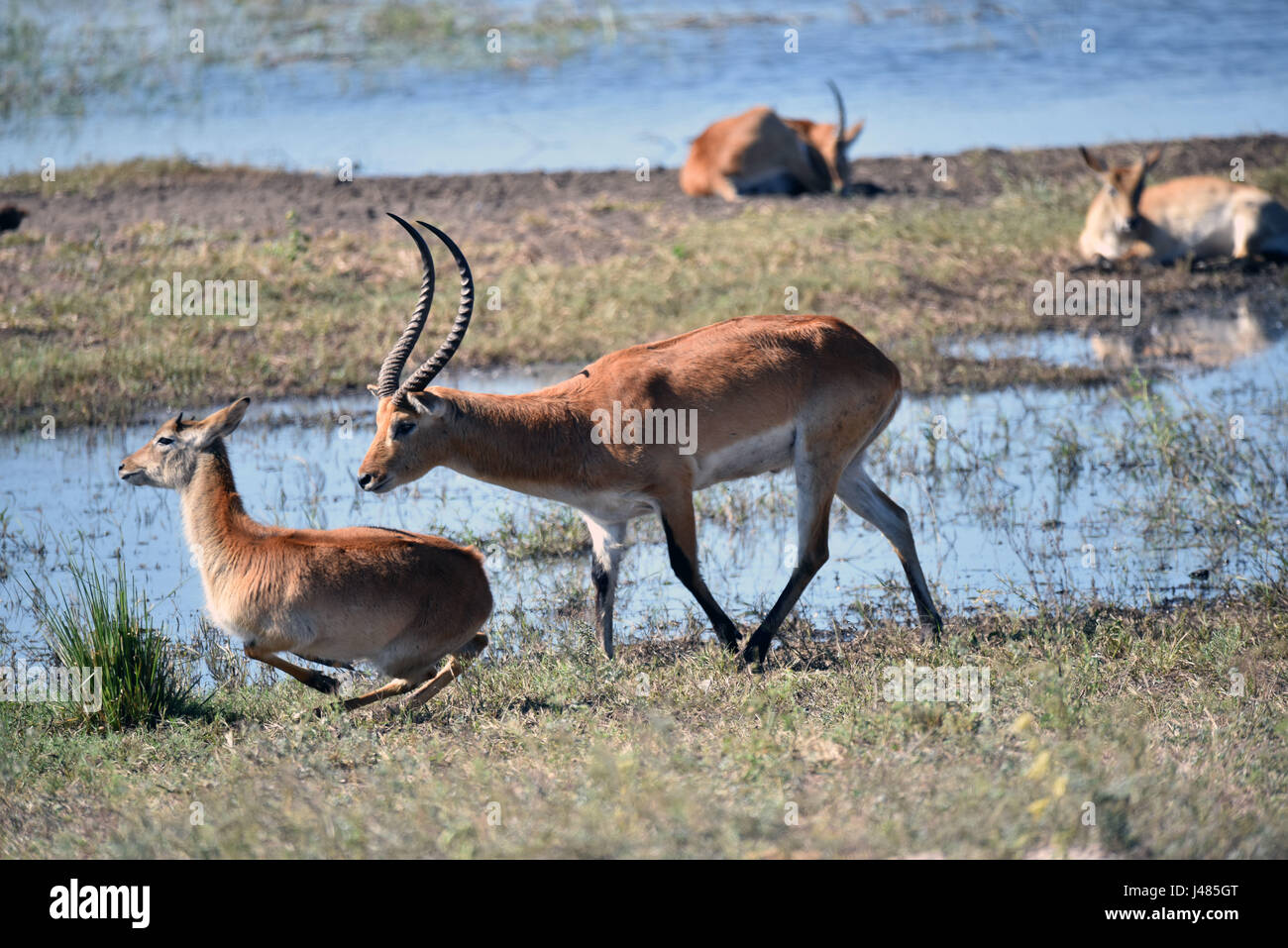 Maschio rosso lechwe spaventa una femmina a un lago nel Parco Mahango Game Reserve. Preso il 01.04.2017. Il lechwe (Kobus leche) è una di medie dimensioni antilope in Africa che è parte della famiglia waterbuck. Il Lechwe ha solo una piccolissima di habitat in zone umide del Botswana, Namibia, Zambia e Angola. Lì vivono principalmente dalle erbe di palude. I maschi sono territoriali. I loro territori sono spesso fino a poche centinaia di metri in diametro a causa dell'intensa concorrenza. Anche questi territori possono spesso essere trattenuti solo per pochi giorni. Le donne vivono in allevamenti di fino a 1000 animali. Solo i maschi hanno a lungo, curva Foto Stock