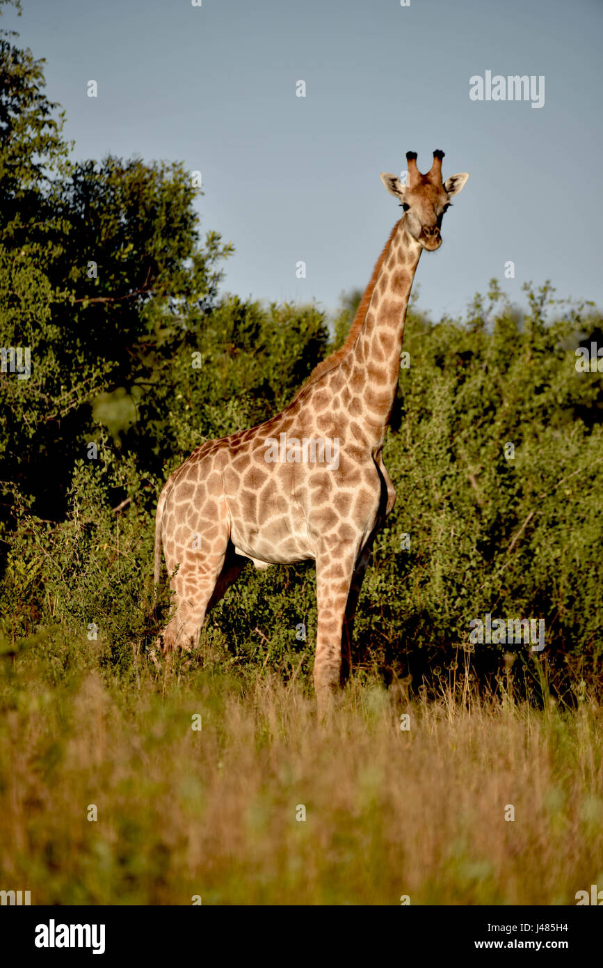 Una giraffa mucca pascolando nella vegetazione di Savannah. Preso il 04.04.2017. La giraffa (Giraffa camelopardalis) è il più alto terra-dimora animale sulla terra. Tori può arrivare fino a 6 metri di altezza, vacche fino a 4.5. La loro caratteristica più sorprendente è la loro sproporzionatamente collo lungo la quale è composta di soli 7 molto allungata vertebre del collo. Oggi, le giraffe vive solo nelle savane a sud del Sahara. Fino alla fine del settimo secolo, giraffe potrebbe anche essere trovato in Nord Africa. I selvaggi ungulati pascolano principalmente su alberi d'acacia. La loro 50cm lingua li aiuta a ottenere le ultime foglie di Foto Stock