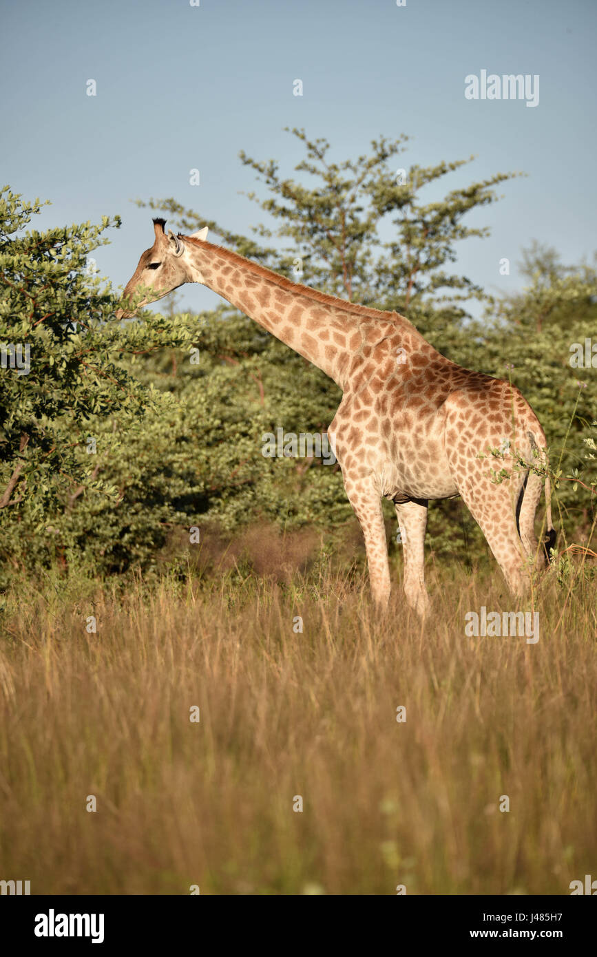 Una giraffa mucca pascolando nella vegetazione di Savannah. Preso il 04.04.2017. La giraffa (Giraffa camelopardalis) è il più alto terra-dimora animale sulla terra. Tori può arrivare fino a 6 metri di altezza, vacche fino a 4.5. La loro caratteristica più sorprendente è la loro sproporzionatamente collo lungo la quale è composta di soli 7 molto allungata vertebre del collo. Oggi, le giraffe vive solo nelle savane a sud del Sahara. Fino alla fine del settimo secolo, giraffe potrebbe anche essere trovato in Nord Africa. I selvaggi ungulati pascolano principalmente su alberi d'acacia. La loro 50cm lingua li aiuta a ottenere le ultime foglie di Foto Stock