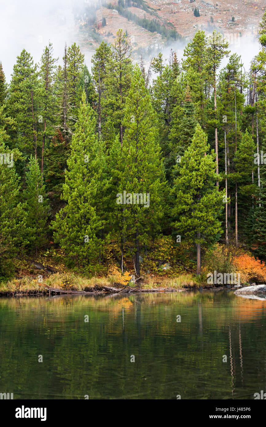 La foresta incontra Lake Jenny, Wyoming. Foto Stock