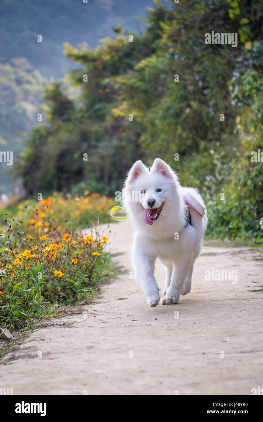 Esecuzione di un samoiedo cane in campagna Foto Stock