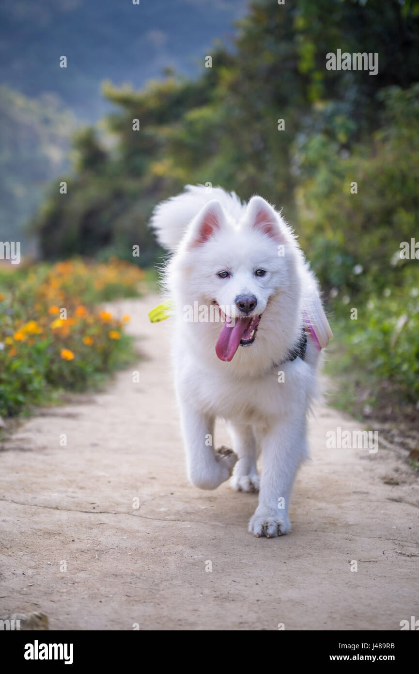 Esecuzione di un samoiedo cane in campagna Foto Stock