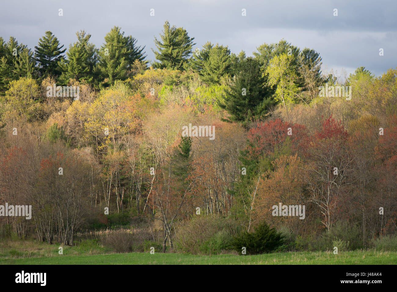 Il piercing alla luce del sole attraverso le nuvole pesanti in più di primavera bosco. Foto Stock