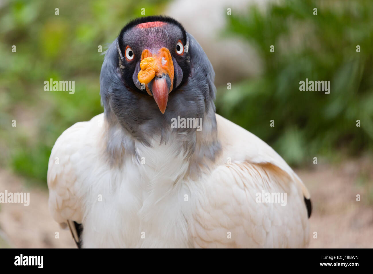 Un King Vulture (Sarcoramphus Papa) fissando nella lente Foto Stock