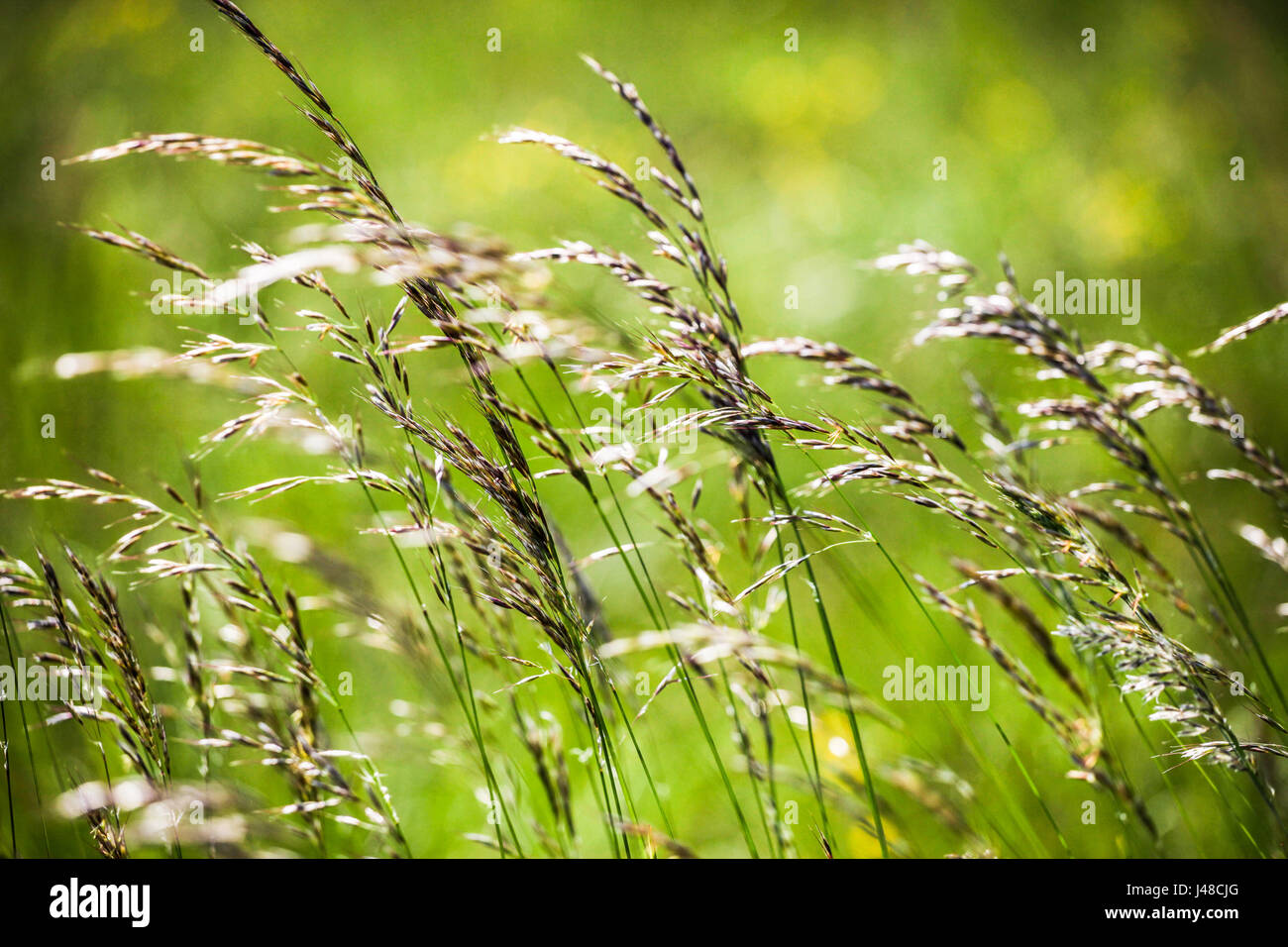 Sottile erbe delicato aleggiare nella brezza estiva in un prato di campo Foto Stock