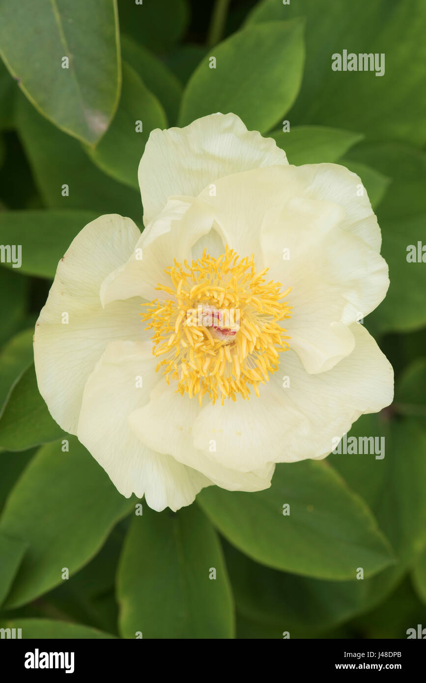 Paeonia mascula. Peonia fiore Foto Stock