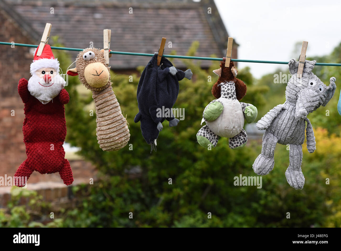 Cani peluche essiccazione su linea di lavaggio Regno Unito Foto Stock