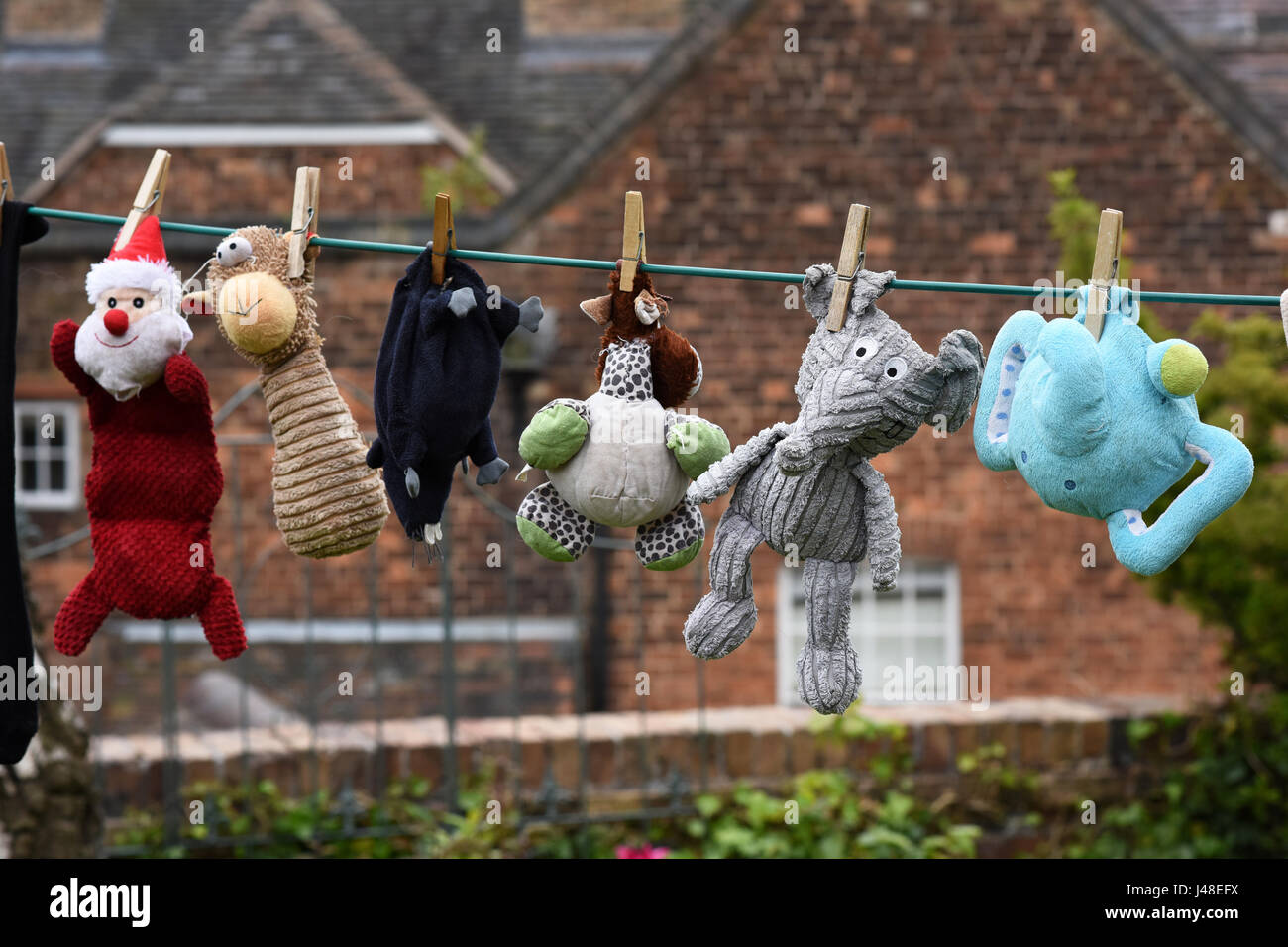 Cani peluche essiccazione su linea di lavaggio Regno Unito Foto Stock