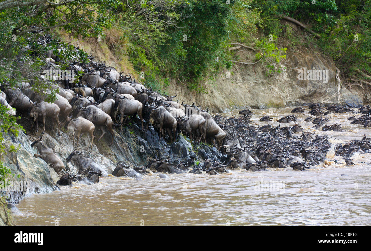 Una mandria di gnu blu (Connochaetes taurinus) che attraversa un fiume nel Masai Mara sul loro grande migrazione attraverso il Serengeti ecosistema. Foto Stock