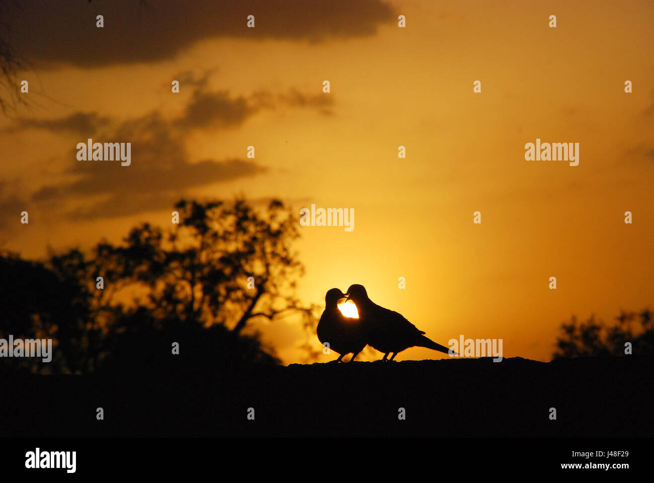 Il comportamento di corteggiamento nella colomba BIRD Foto Stock