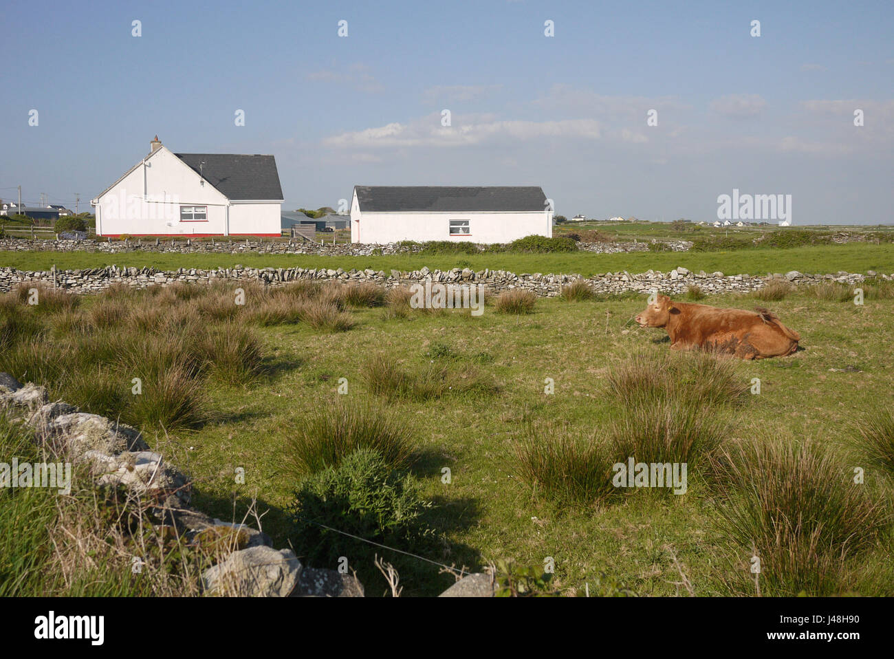Il campo.tipico paesaggio irlandese/campo. Foto Stock