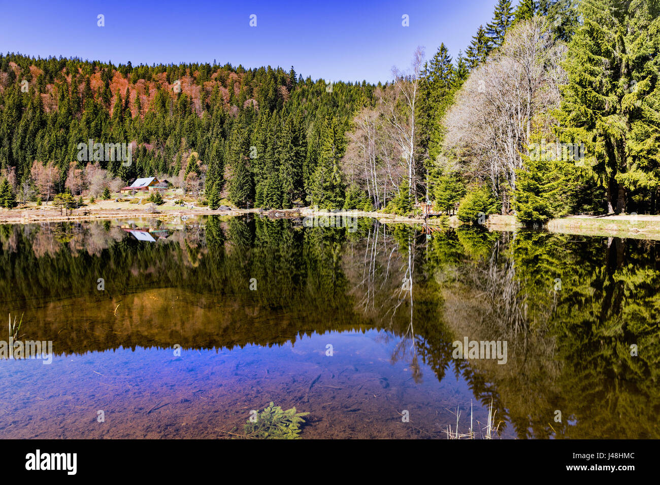 Molla di bella giornata di sole sul lago moraine Kleiner Arbersee con lordo monte Arber, Baviera, Germania. Si tratta di un ice-age reliquia come il Lago Moraine.In th Foto Stock