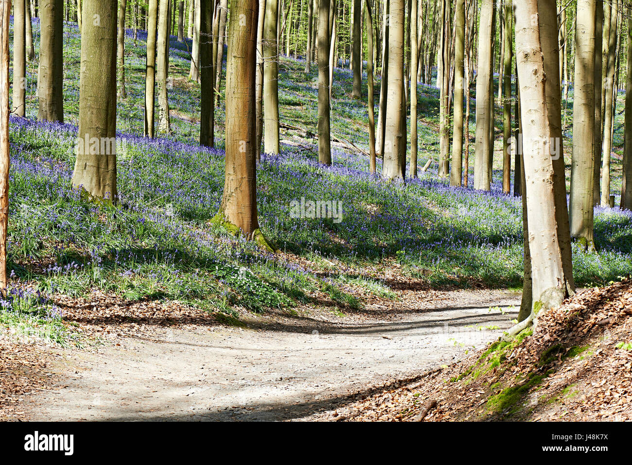 Luce del sole di mattina nella foresta di Halle con bluebell fiori, Halle, Belgio Foto Stock