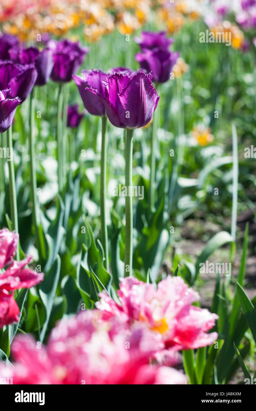 Delicato fiore di primavera tulip Foto Stock
