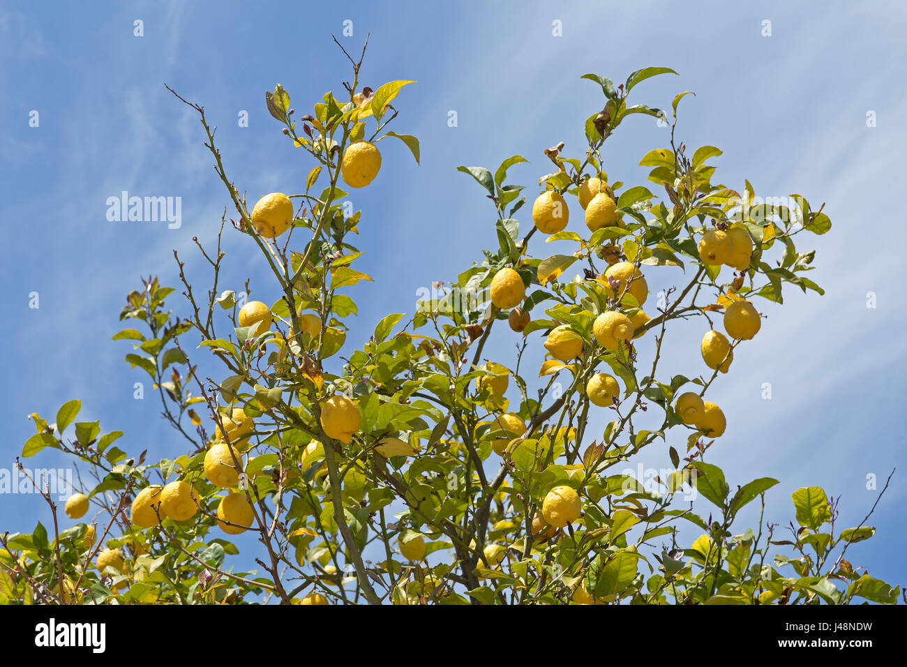 Lemon Tree di Valldemossa, Maiorca, SPAGNA Foto Stock